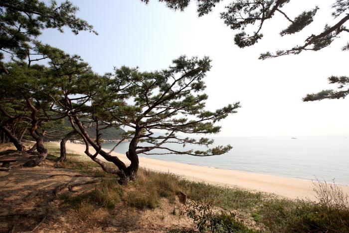 덕적도 갈대 군락지 4
