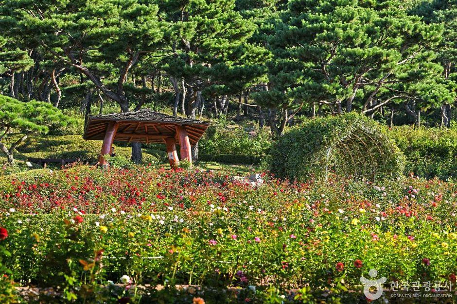 계양산장미원 5