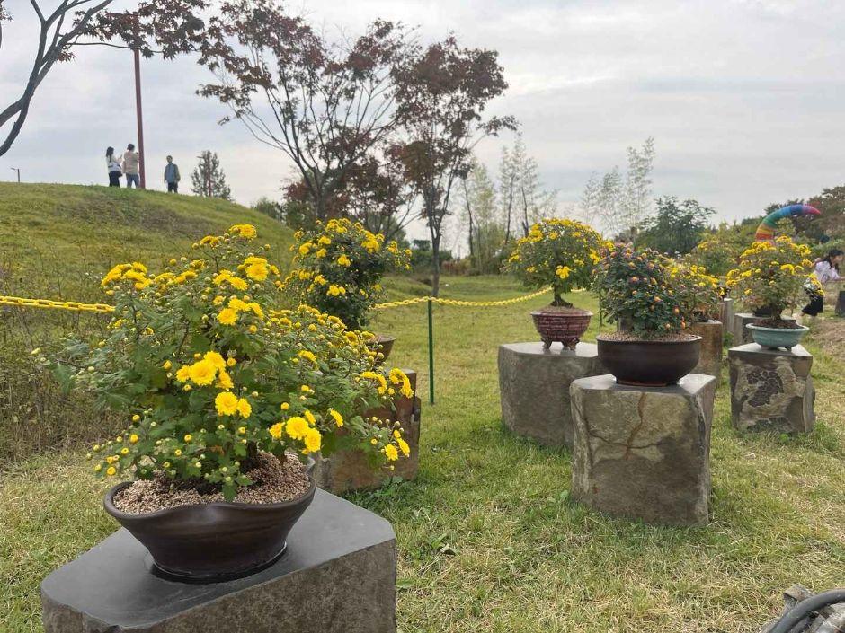 드림파크 국화축제 2