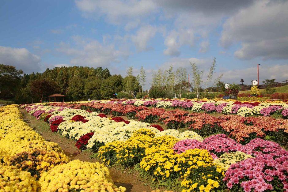 드림파크 국화축제 4