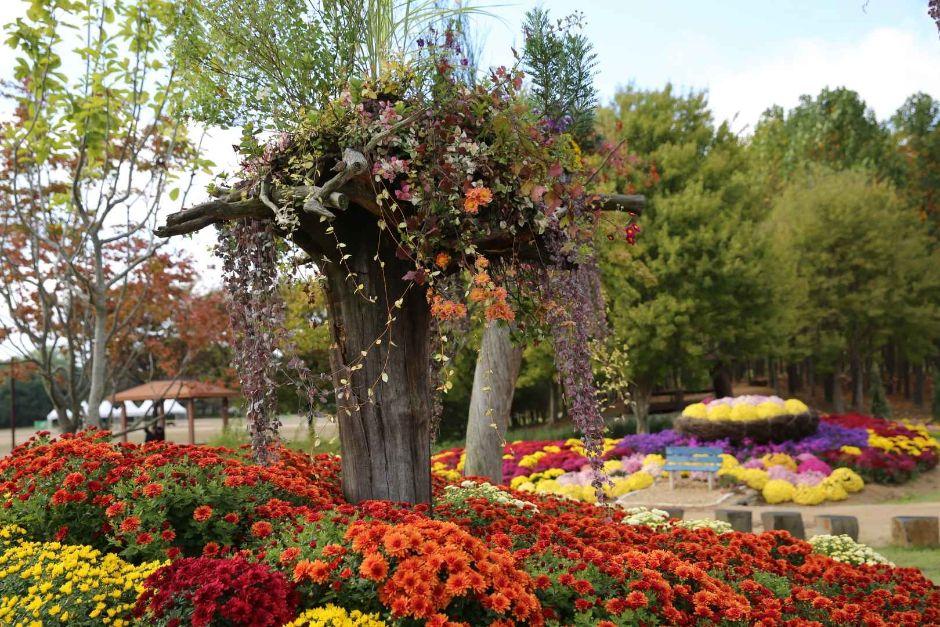 드림파크 국화축제 5