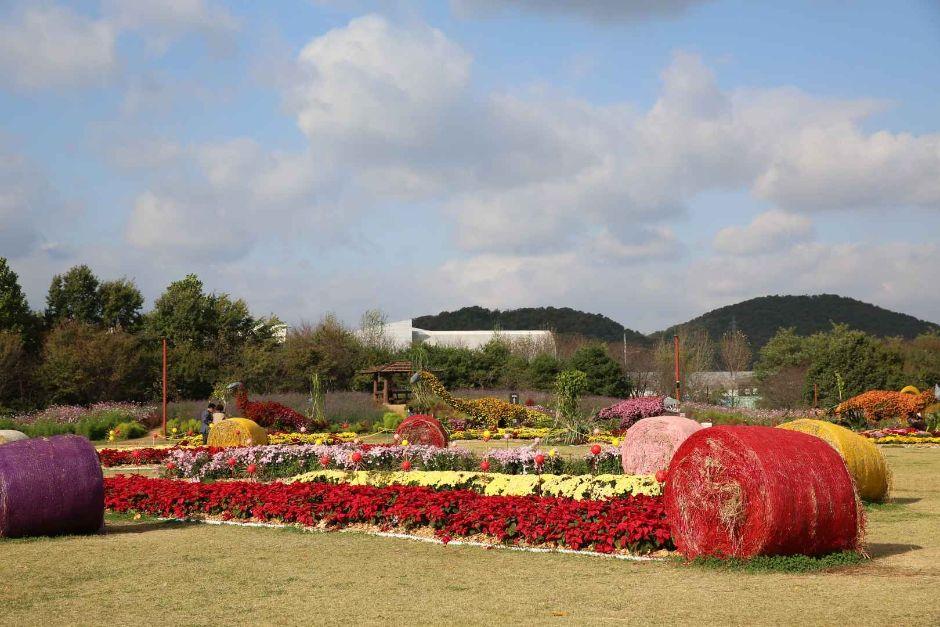 드림파크 국화축제 6