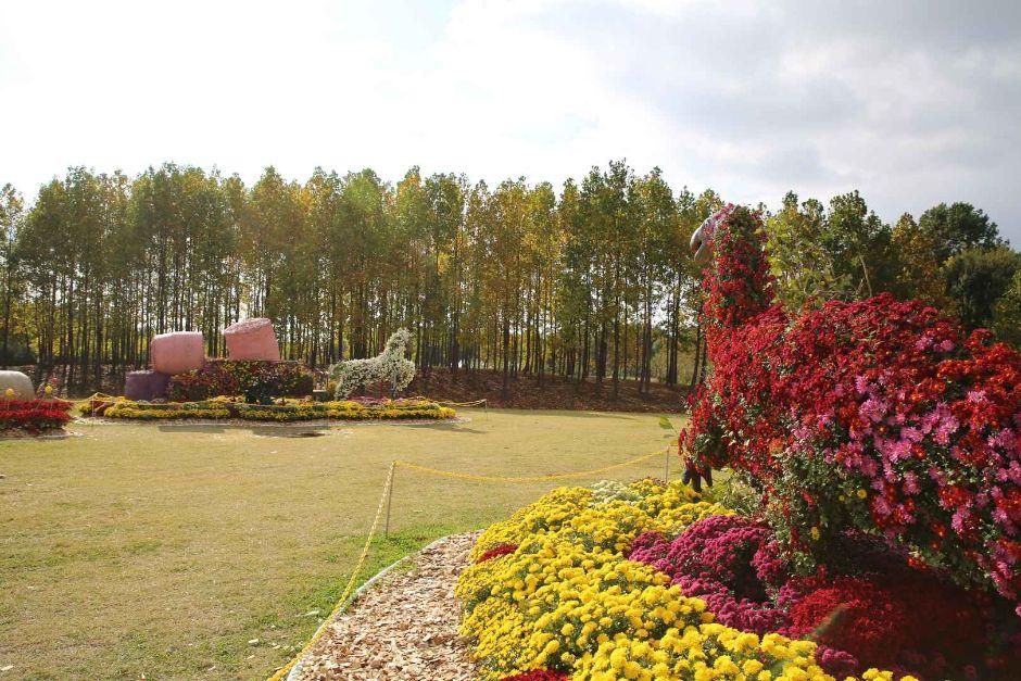 드림파크 국화축제 7