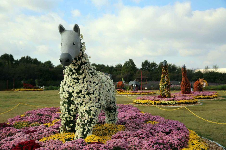 드림파크 국화축제 8