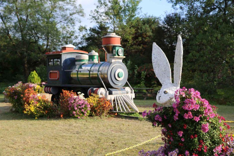 드림파크 국화축제 9