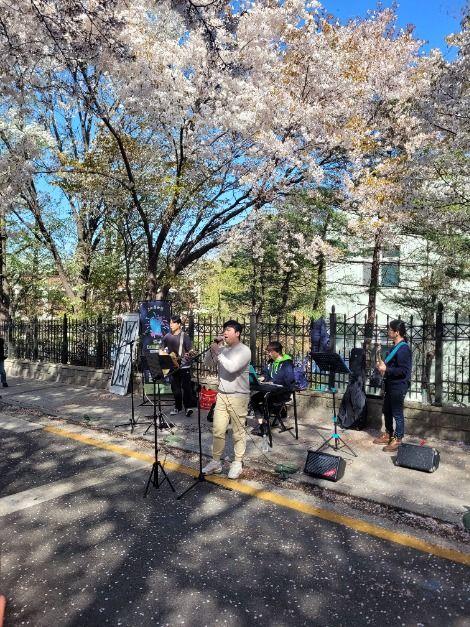 자유공원 벚꽃축제 3