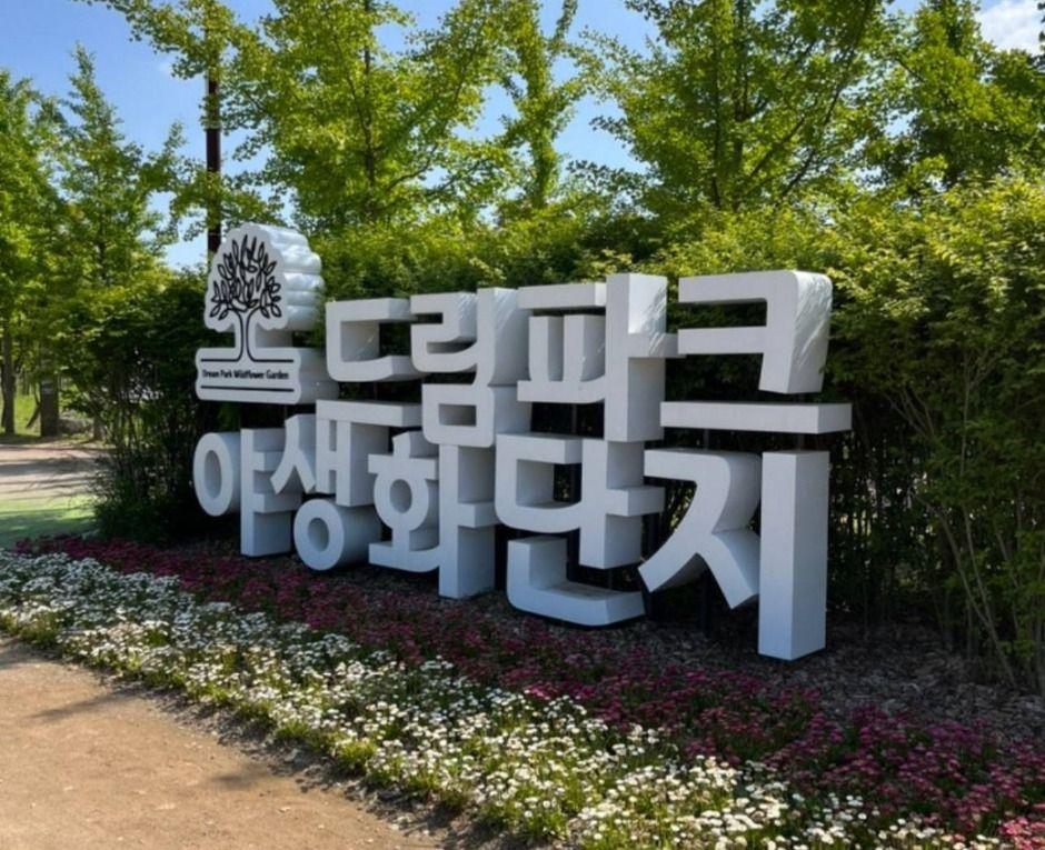 드림파크 벚꽃축제 2