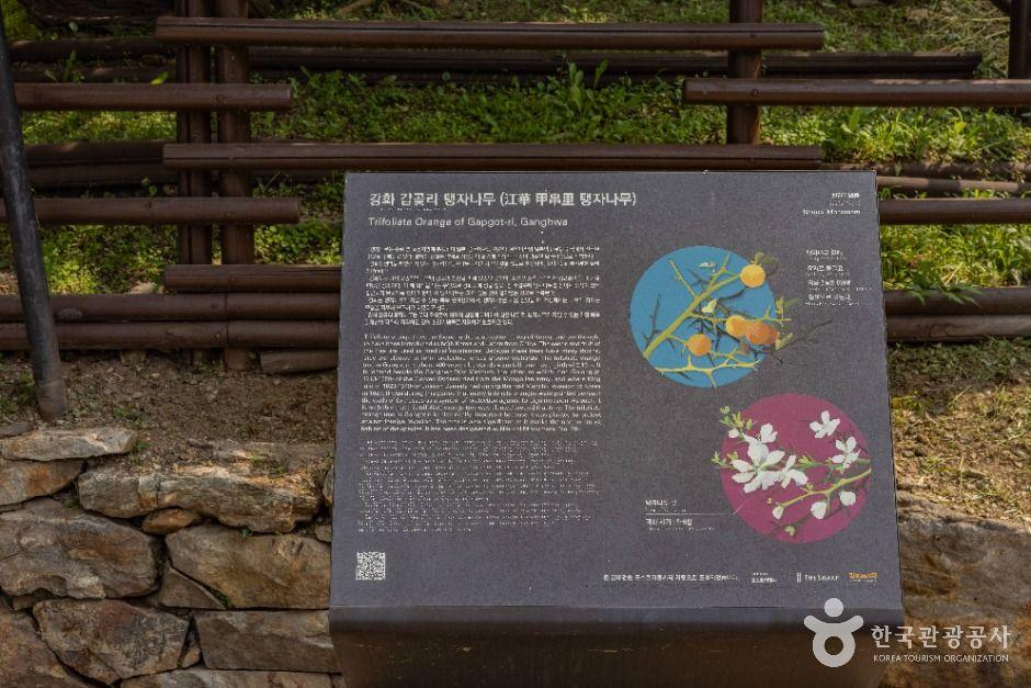강화 갑곶리 탱자나무 1