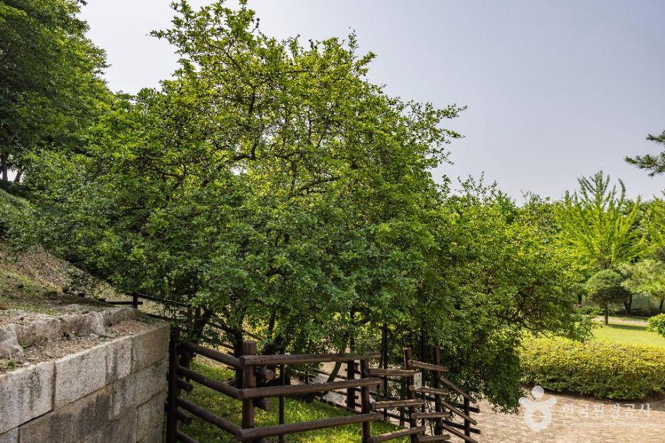 강화 갑곶리 탱자나무 2
