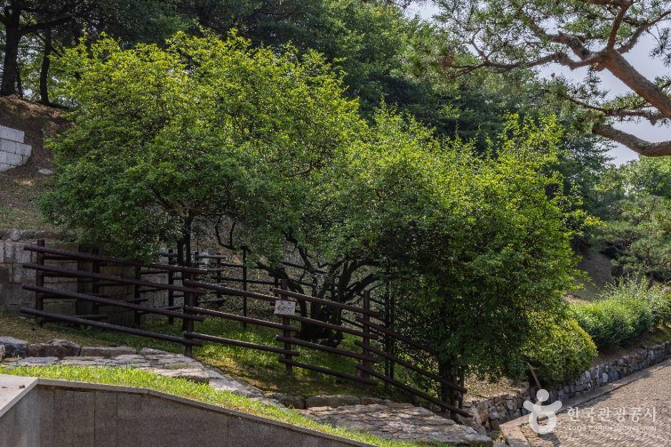 강화 갑곶리 탱자나무 3