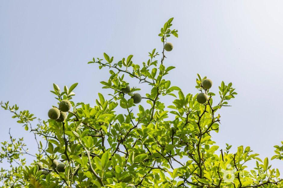 강화 갑곶리 탱자나무 4