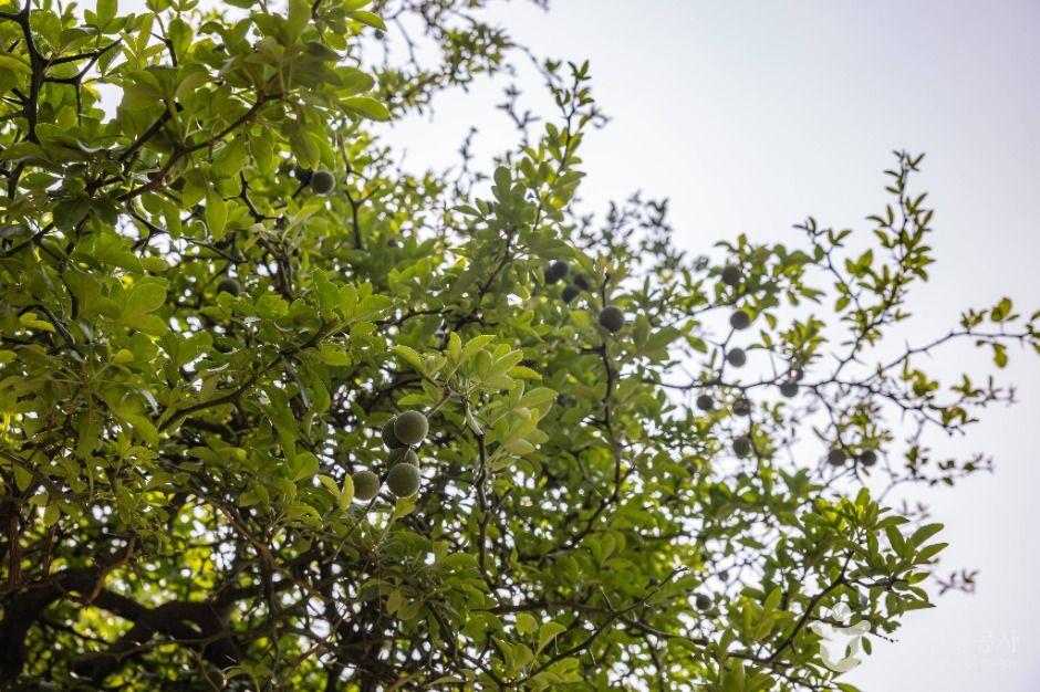 강화 갑곶리 탱자나무 5