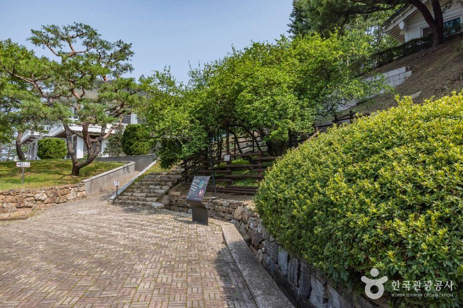 강화 갑곶리 탱자나무 6