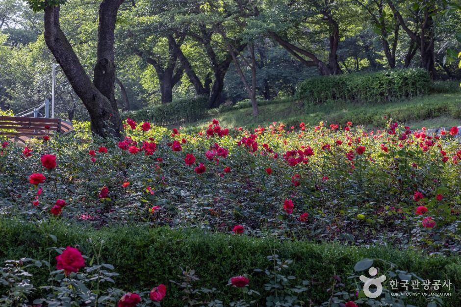 장미공원 2