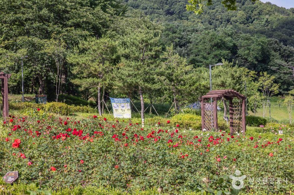 장미공원 10