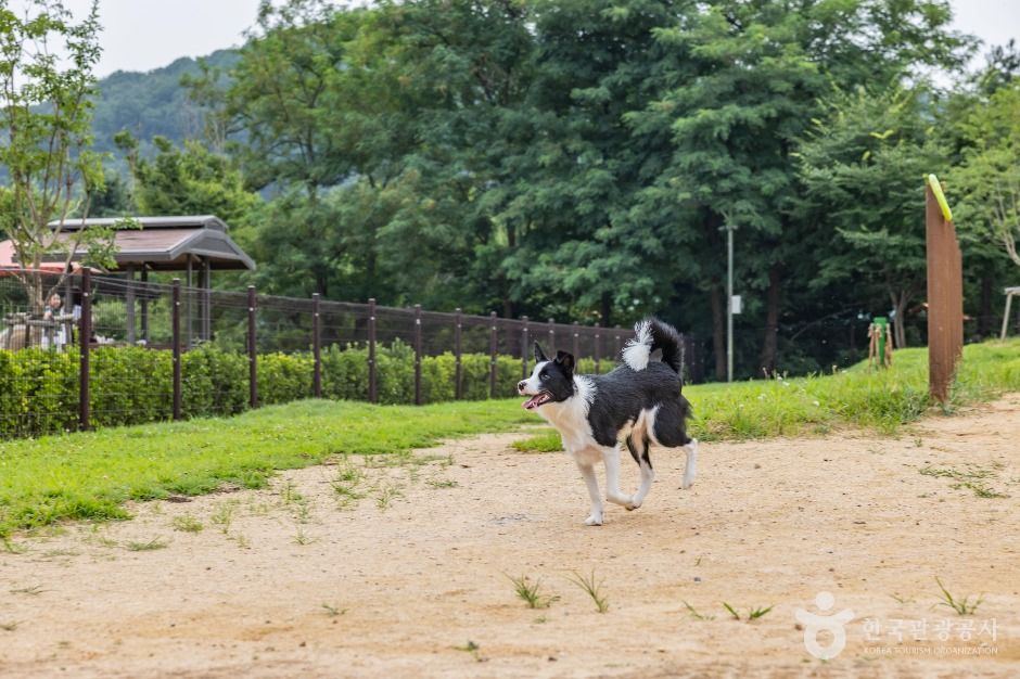 인천대공원 반려동물 놀이터 5