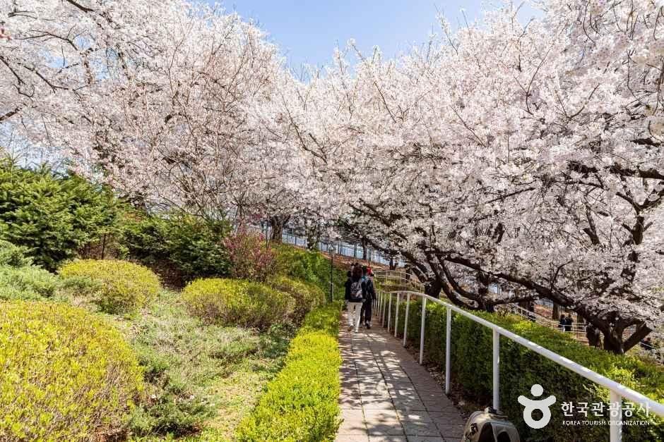 SK인천석유화학벚꽃동산 1