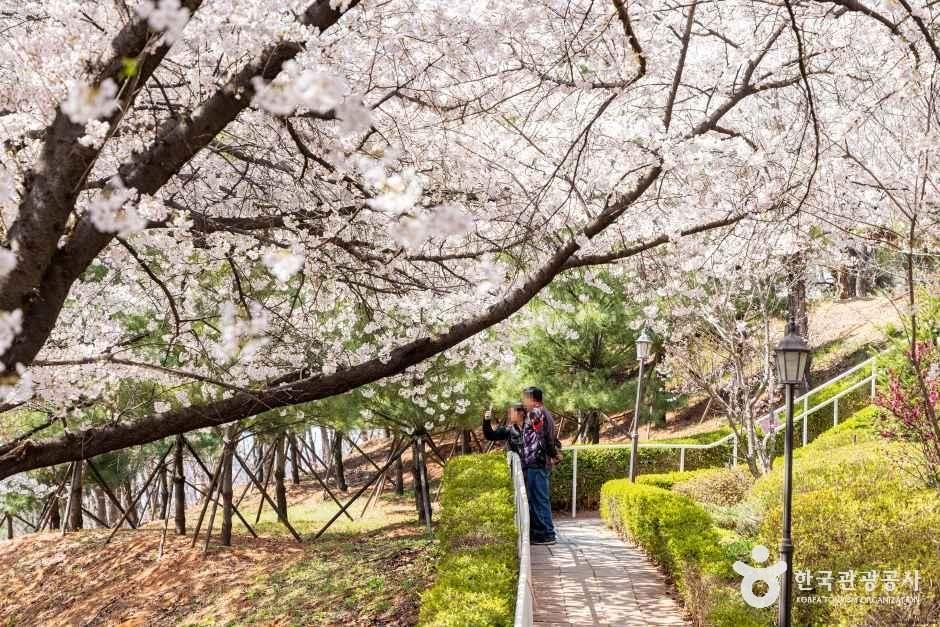 SK인천석유화학벚꽃동산 3