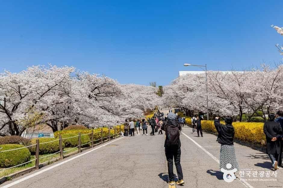 SK인천석유화학벚꽃동산 4