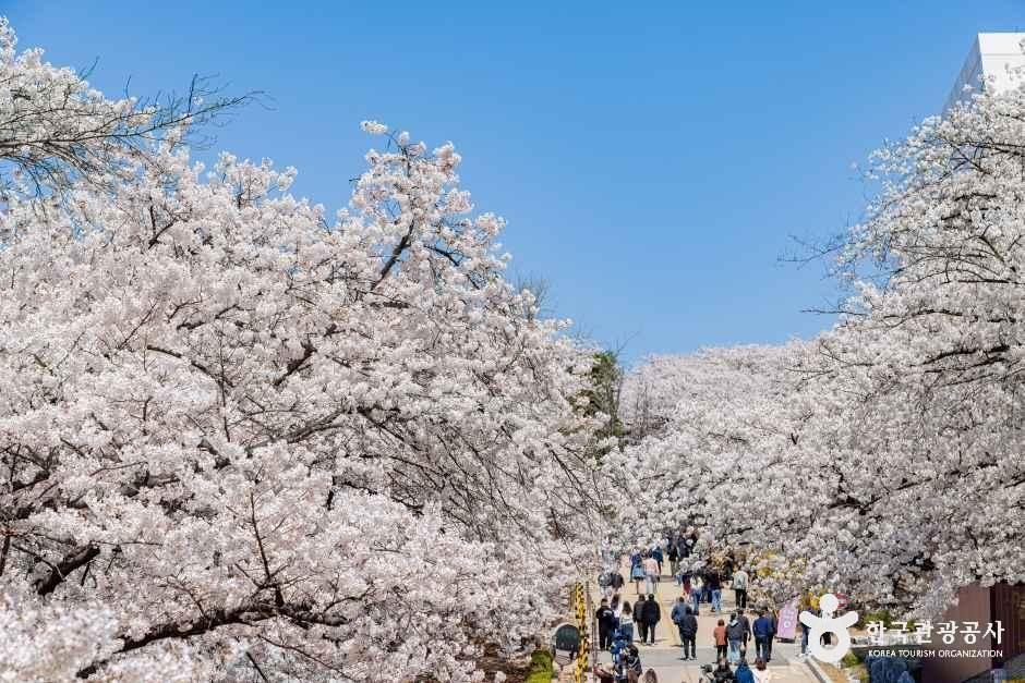 SK인천석유화학벚꽃동산 5