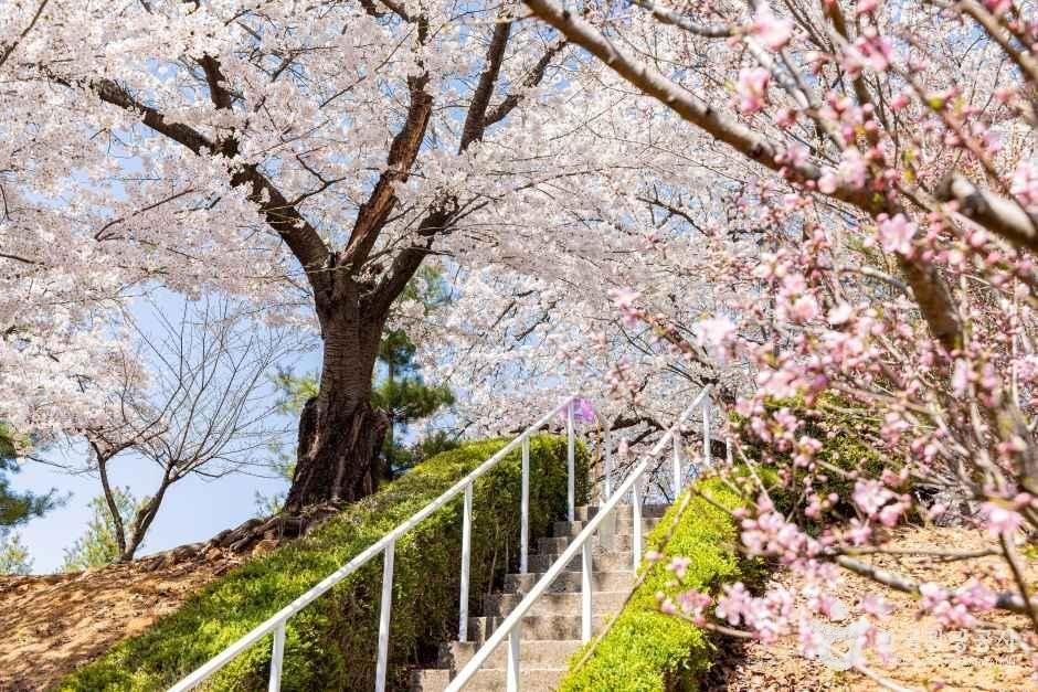 SK인천석유화학벚꽃동산 1