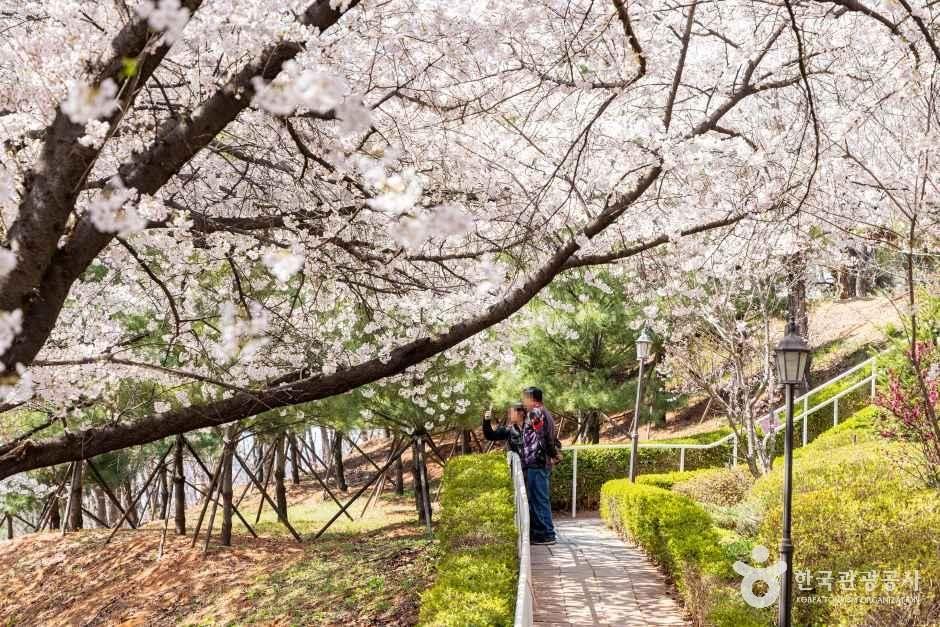 SK인천석유화학벚꽃동산 2