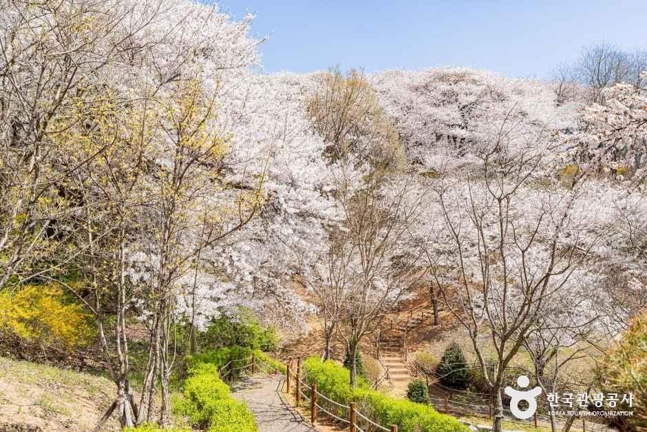 SK인천석유화학벚꽃동산 4