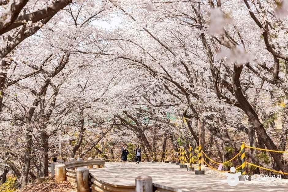 SK인천석유화학벚꽃동산 5
