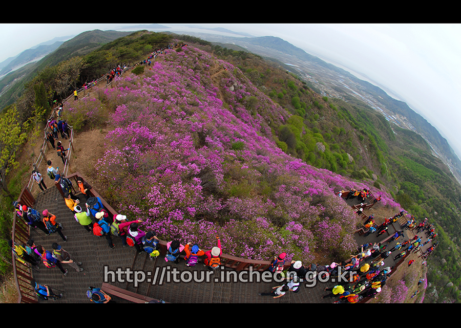 고려산진달래축제1 이미지1
