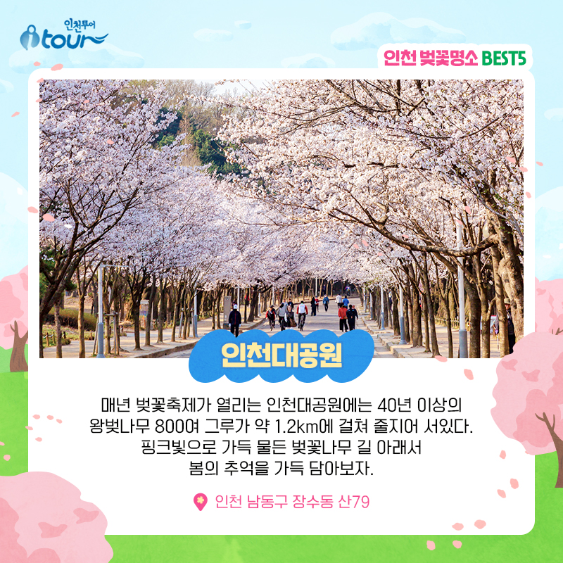 인천투어 인천 벚꽃 명소 BEST5 매년 벚꽃축제가 열리는 인천대공원에는 40년 이상의 왕벚나무 800여 그루가 약 1.2km에 걸쳐 줄지어 서있다. 핑크빛으로 가득 물든 벚꽃나무 길 아래서 봄의 추억을 가득 담아보자. 인천 남동구 장수동 산79
