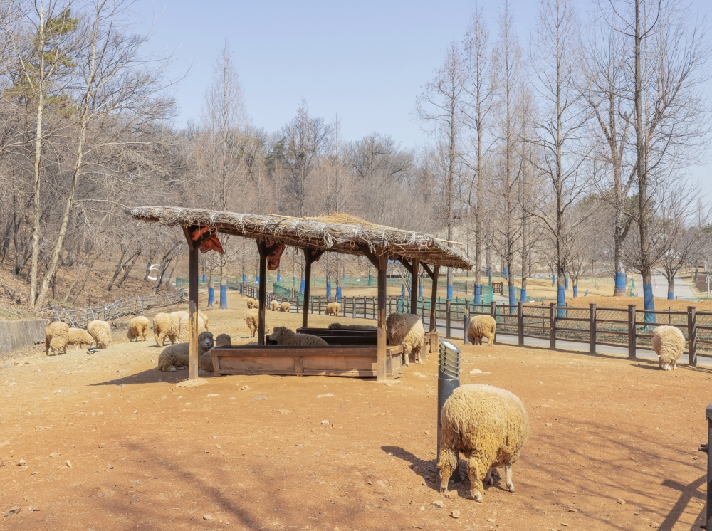 Neulsolgil Park Sheep Farm 03
