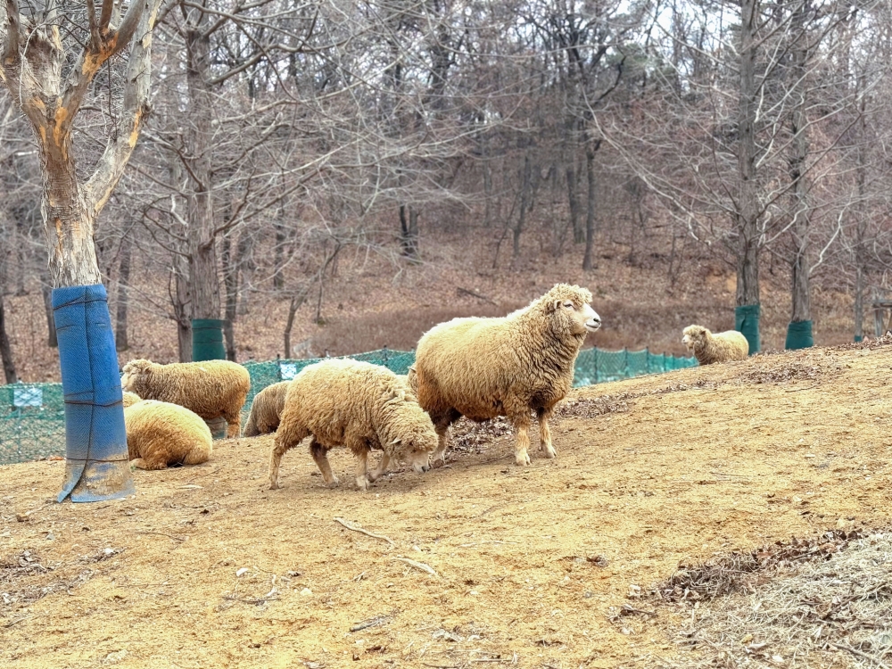 Neulsolgil Park Sheep Farm 02