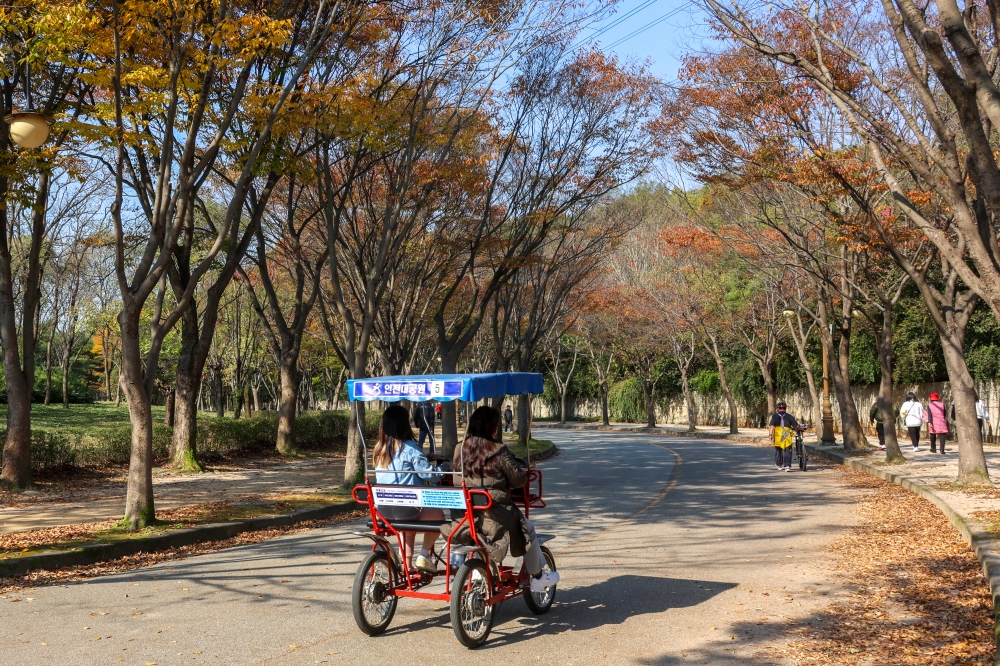 Jangsu-dong’s Ginkgo Tree 05