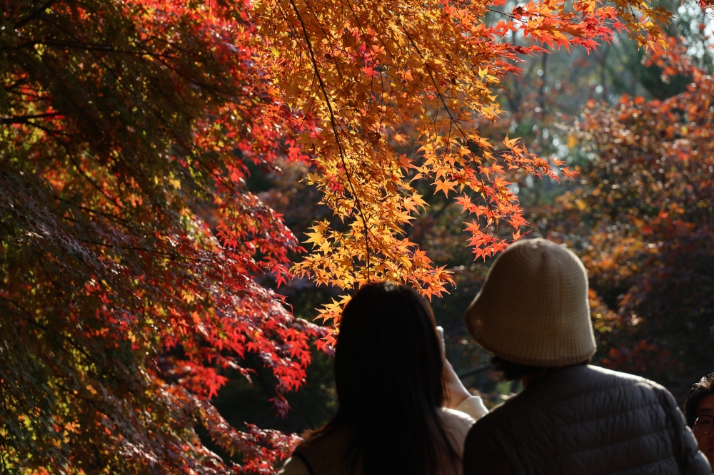 Wildflower Complex Dream Park 05