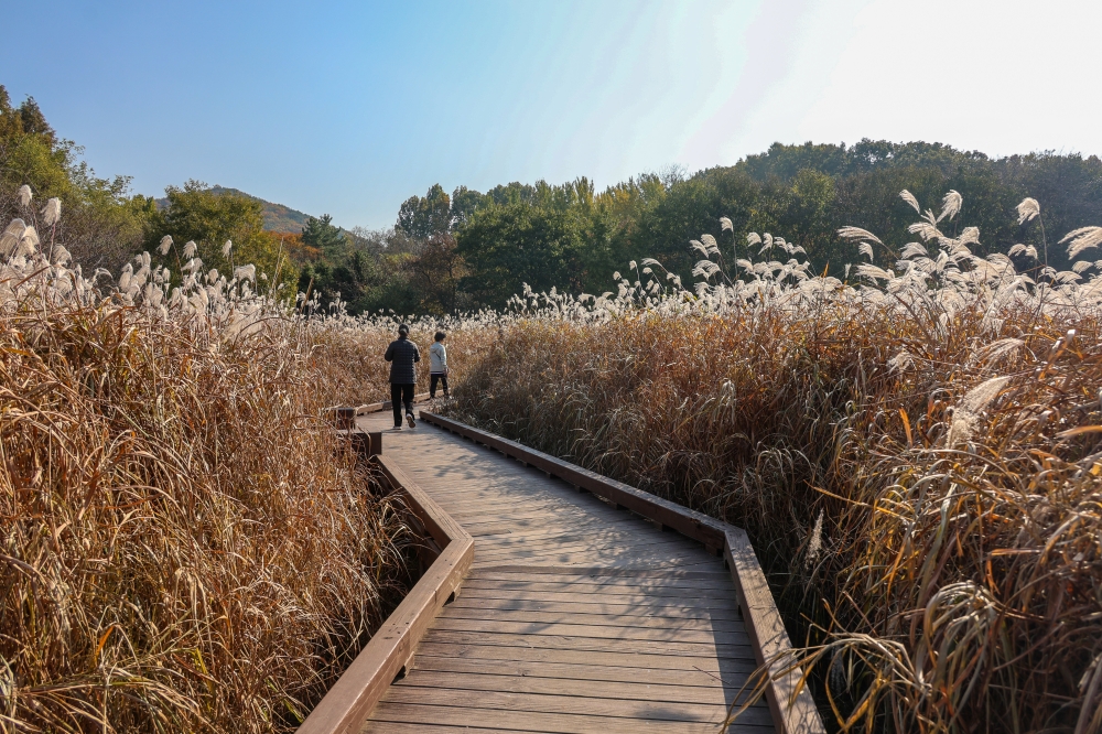 Jangsu-dong’s Ginkgo Tree 04