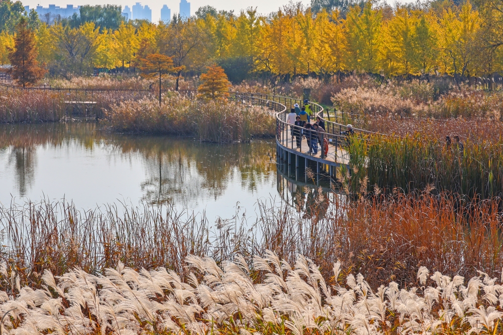 Wildflower Complex Dream Park 02