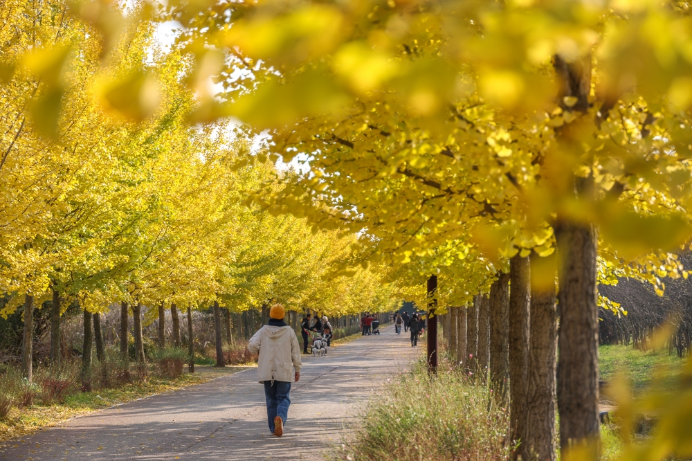 Wildflower Complex Dream Park 01