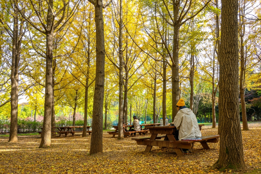 Wonjeoksan Park’s Ginkgo Forest 05