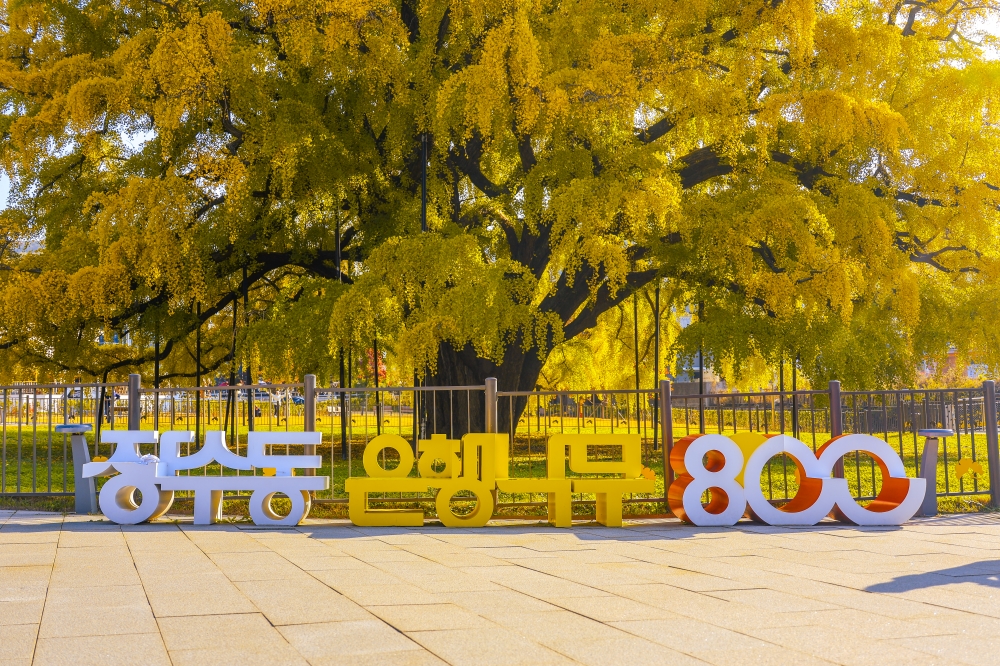 Jangsu-dong’s Ginkgo Tree 02