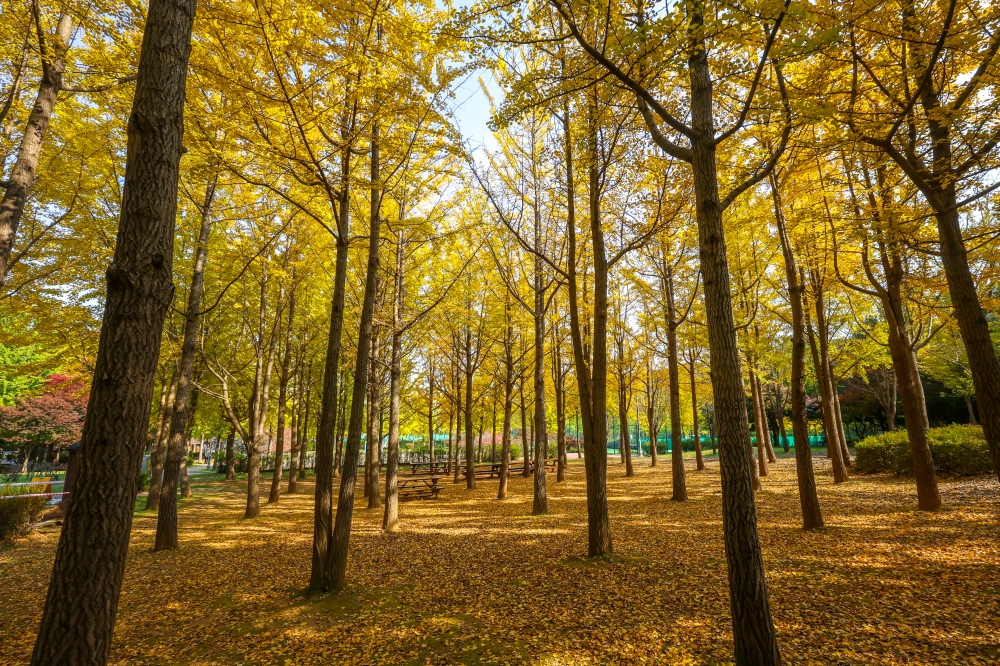 Wonjeoksan Park’s Ginkgo Forest 01