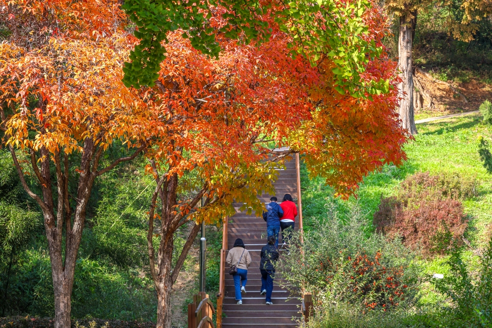 Wonjeoksan Park’s Ginkgo Forest 04