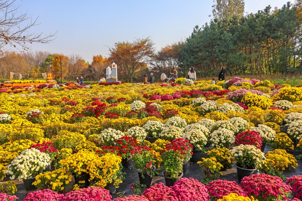 Wildflower Complex Dream Park 03