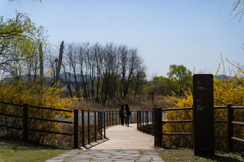 Wildflower Complex Dream Park 07