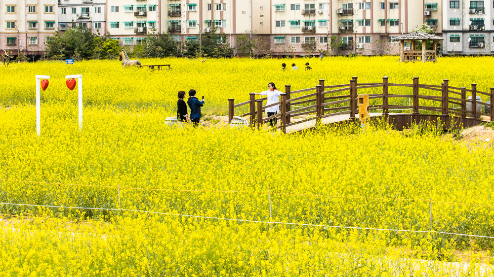 Gyeyang Flower Garden 02