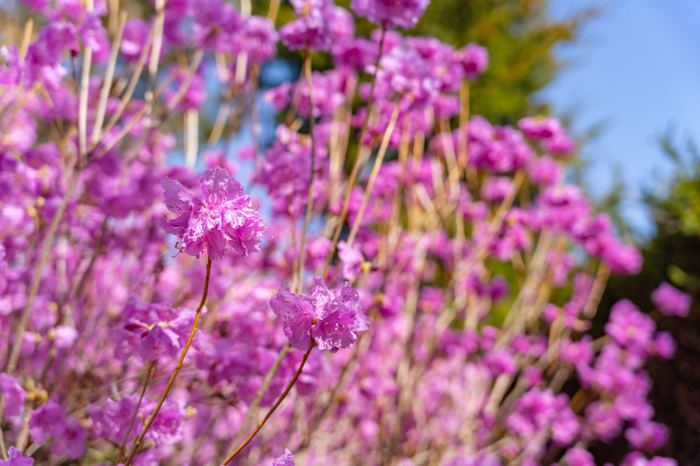 Wildflower Complex Dream Park 03