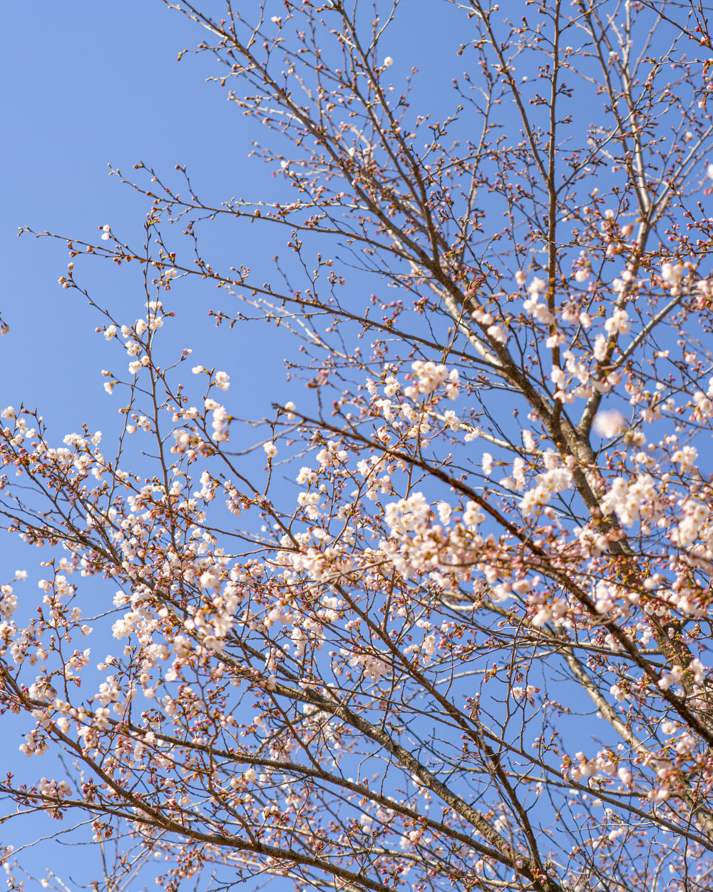 Wildflower Complex Dream Park 08