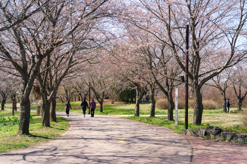 Wildflower Complex Dream Park 06