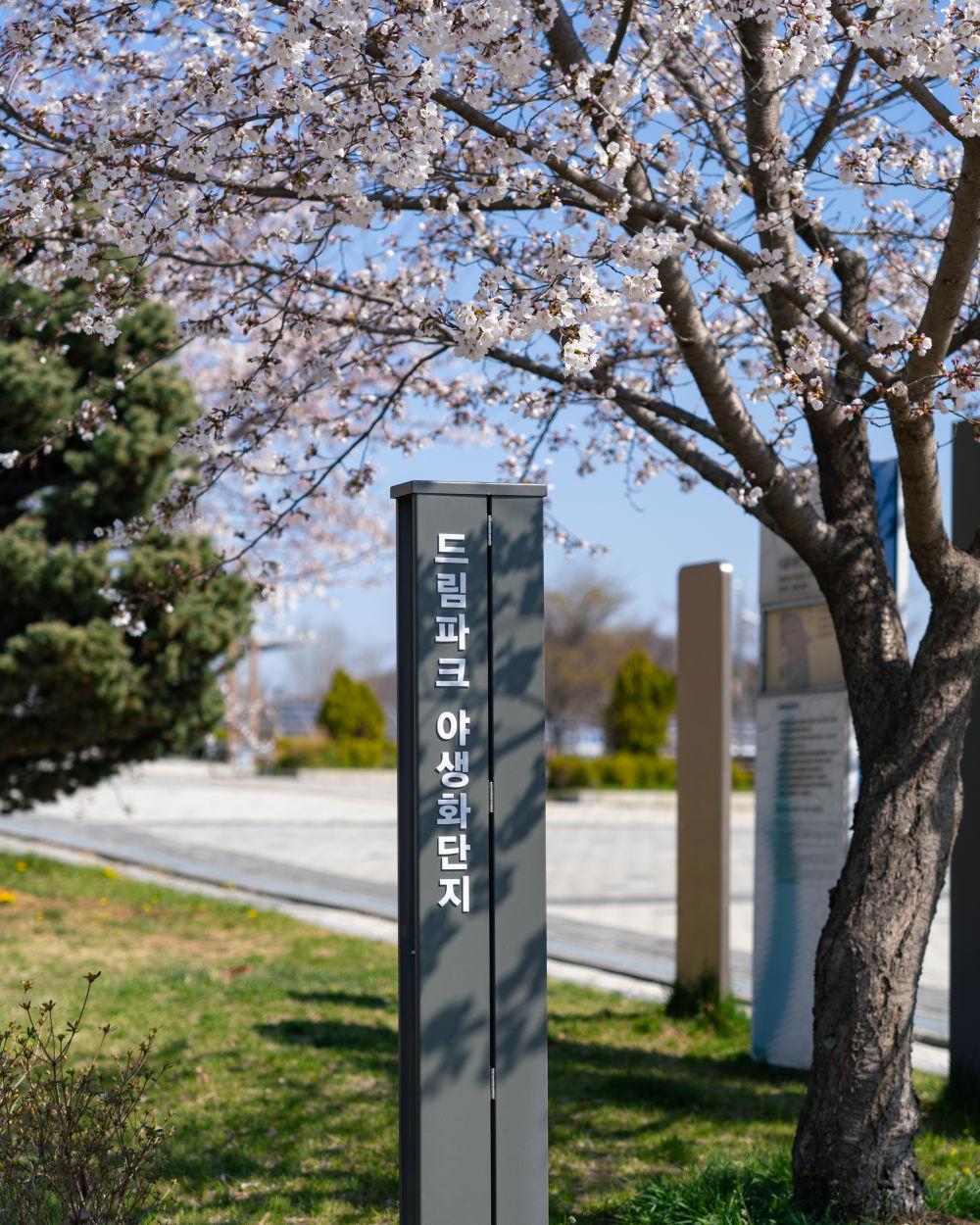 Wildflower Complex Dream Park 05