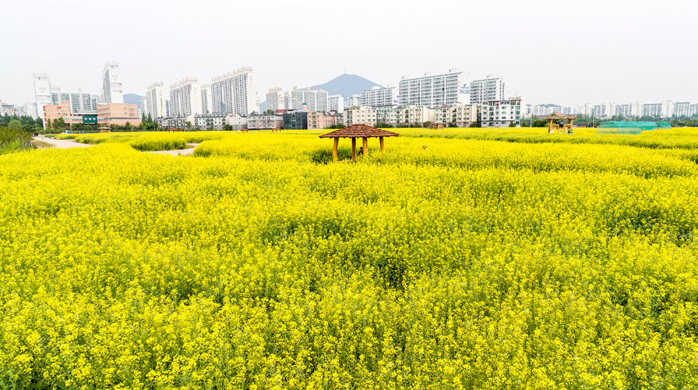 Gyeyang Flower Garden 03