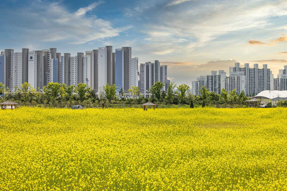 Gyeyang Flower Garden (Canola Flowers)